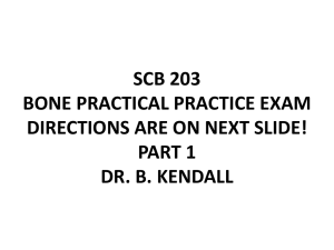 SCB 203 Bone Practical Part 1