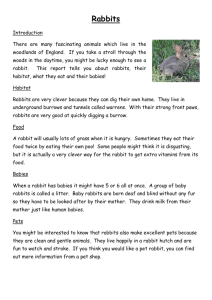 Rabbits non-chronological report