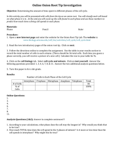 Onion Root Tip Virtual Lab