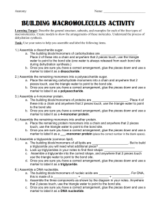 Building Macromolecules Activity