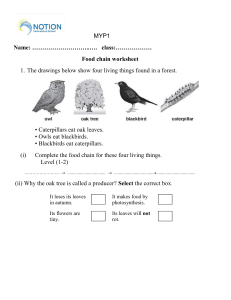 food chain worksheet grade 6