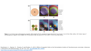 Effects of Magnetic Field on Fermentation Process for Ethanol Production